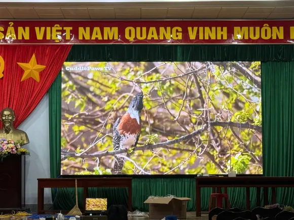 Hình ảnh thi công thực tế